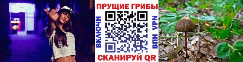 Псилоцибиновые грибы мицелий  Красноярск 